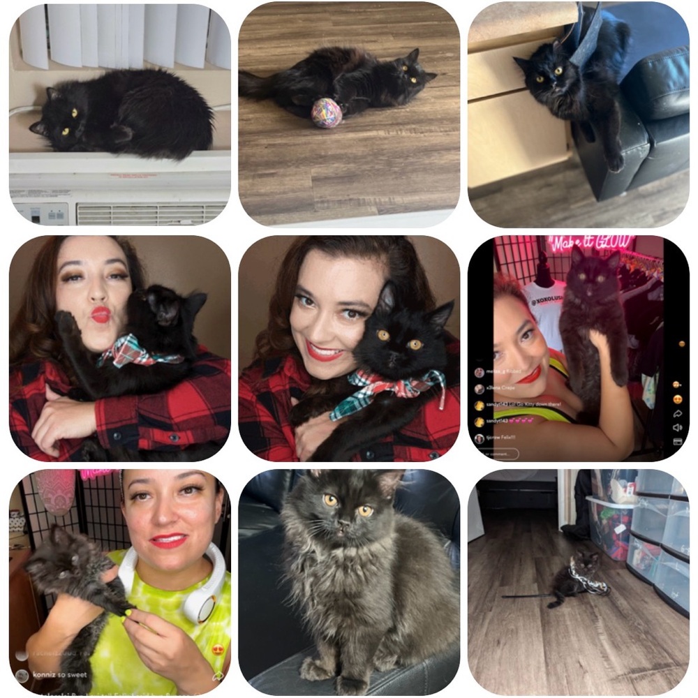 MEET FELIX 🐈‍⬛